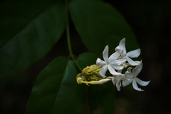 Jasminum rottlerianum